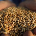 صورة مميزة: وزير مصري يكشف مصير شحنة قمح ضخمة تعاقدت عليها مصر مع أوكرانيا قبل العملية العسكرية