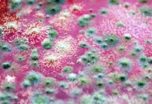 فطر الضفدع القاتل الذي يدمر البرمائيات في جميع أنحاء العالم يعود إلى البرازيل