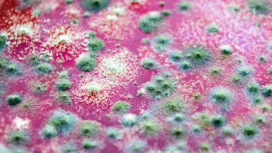 فطر الضفدع القاتل الذي يدمر البرمائيات في جميع أنحاء العالم يعود إلى البرازيل