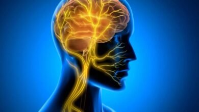إشارة المخ المخفية قد تحمي القلب المسن
