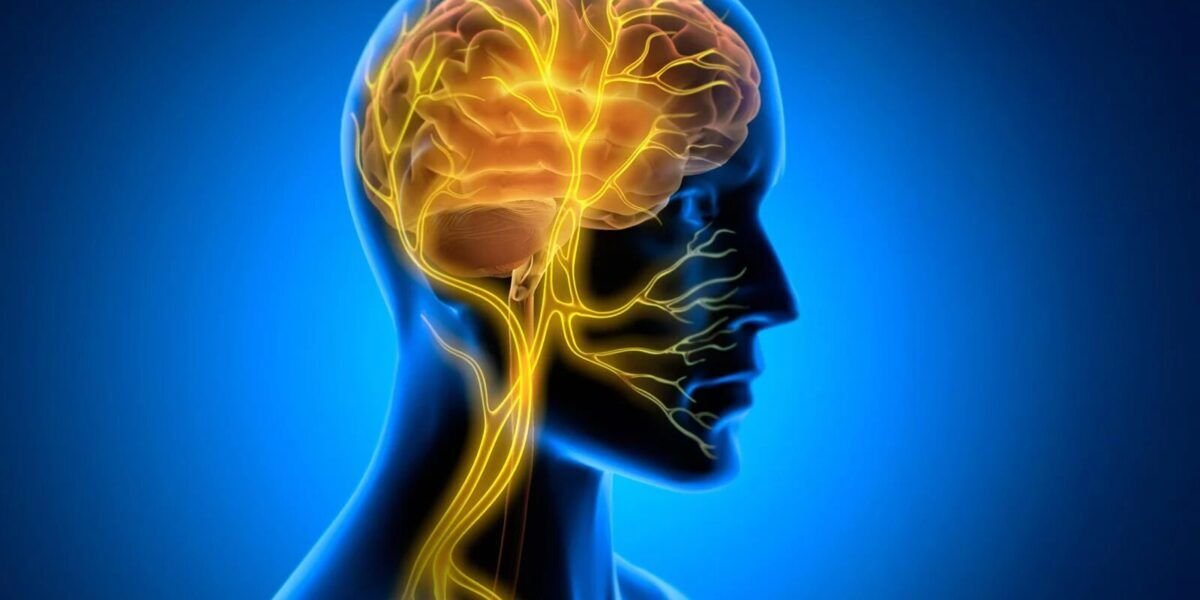 إشارة المخ المخفية قد تحمي القلب المسن